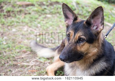 german sheperd dog in police k-9 unit wait for bomb search