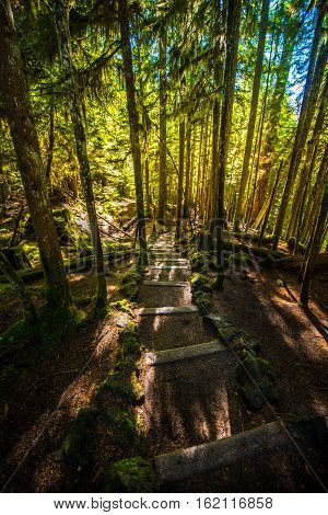 Sahalie Falls Trail Wooden Steps Leading Down To Mckenzie River
