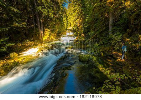 Tourist Backpacker Looking At Mckenzie River Down From Sahalie Falls Oregon