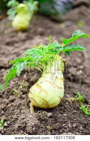 Kohlrab,i or German Turnip, on ground. Healthy vegetable.