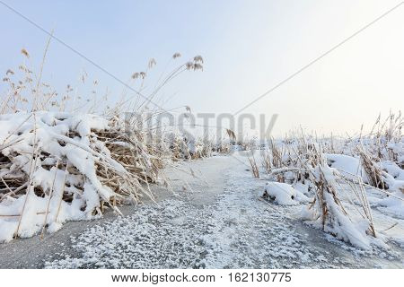 lake in winter. Location: Comana Natural Park Romania.