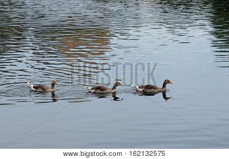 Three beautiful ducks swimming on the lake