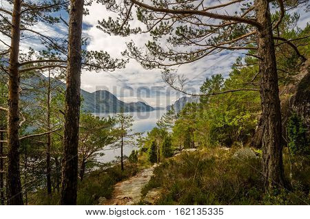 Trees on Lysefjorden coast in beautiful weather Norway