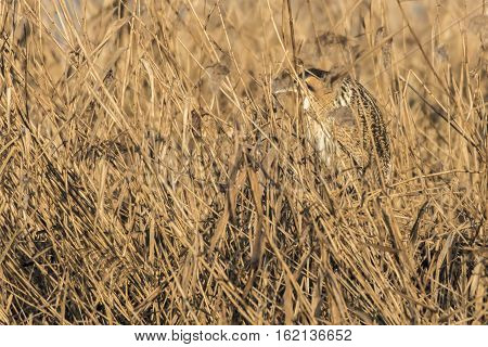 Common Bittern (botaurs Stellaris)