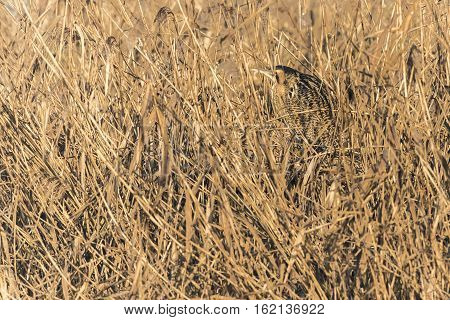 Common Bittern (botaurs Stellaris)