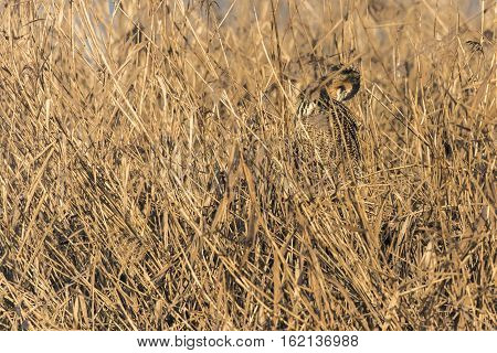 Common Bittern (botaurs Stellaris)