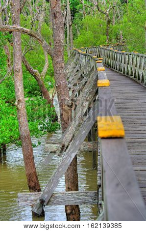 Wooden plank walking bridge in rain forest