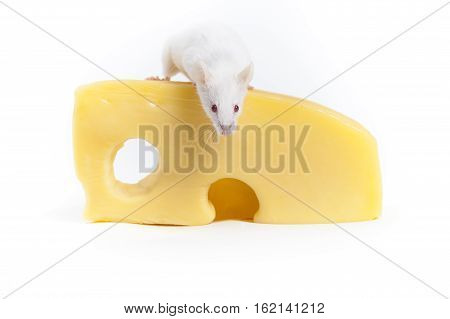 White Mouse and Cheese Isolated on White