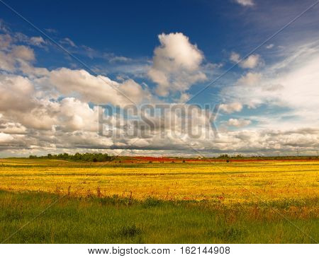 field of rapeseed with beautiful cloud - plant for green energy