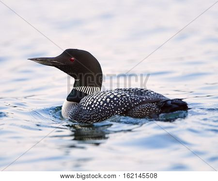 Common Loon (Gavia immer) in breeding plumage swimming on a northwoods lake in Wisconsin.