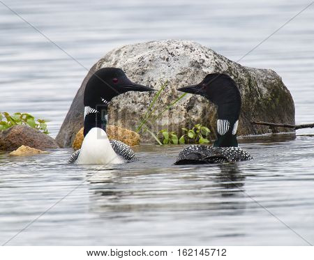 Common Loon (Gavia immer) pair in breeding plumage on a northwoods lake in Wisconsin.