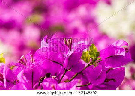 Closed up bougainvillea is colorful off purple