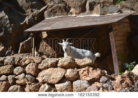 White Goat on rocky cliff in Spanish island