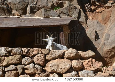 Resting Goat on top of a rocky cliff