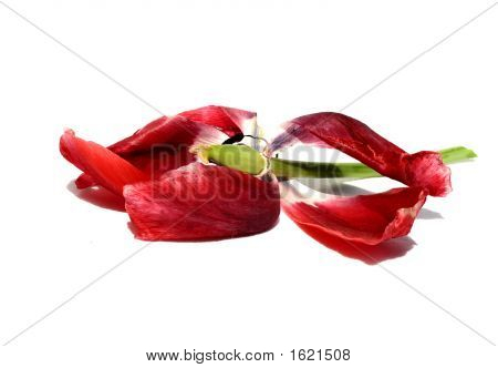 Lifeless Tulip 