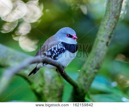 The diamond firetail is a finch that has a fiery red bill, eyes, and rump. It has a thick black band that extends horizontally until it reaches the part of the wings which are black with white spots.