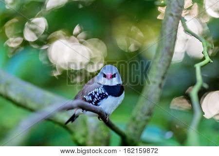The diamond firetail is a finch that has a fiery red bill, eyes, and rump. It has a thick black band that extends horizontally until it reaches the part of the wings which are black with white spots.