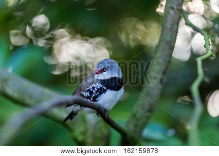 The diamond firetail is a finch that has a fiery red bill, eyes, and rump. It has a thick black band that extends horizontally until it reaches the part of the wings which are black with white spots.