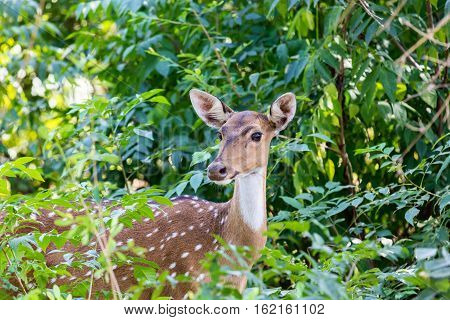 The chital or cheetal, also known as spotted deer or axis deer, is a deer found in the Indian subcontinent. They are a common prey for tigers and here you can see the animal watching for its enemy.