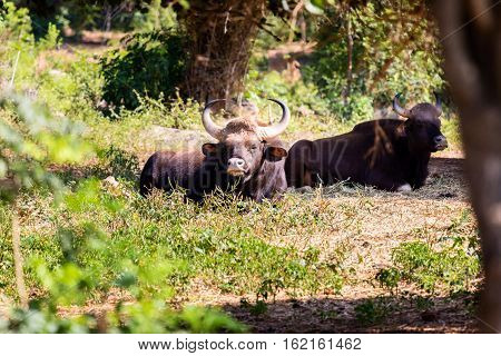 The gaur, also called Indian bison, is the largest extant bovine, native to South Asia and Southeast Asia. They are often hunted and eaten by tigers, but do not go down without a fierce fight.