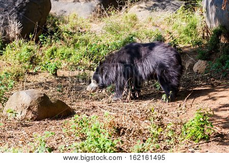 The sloth bear, also known as the labiated bear, is a nocturnal insectivorous species native to the Indian subcontinent.