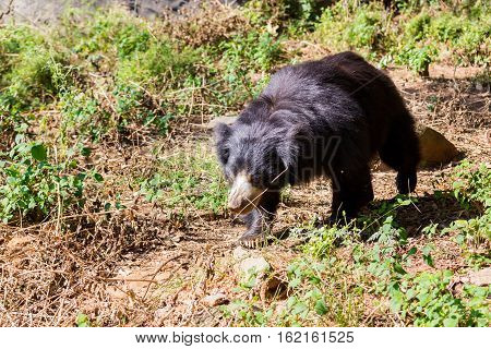 The sloth bear, also known as the labiated bear, is a nocturnal insectivorous species native to the Indian subcontinent.