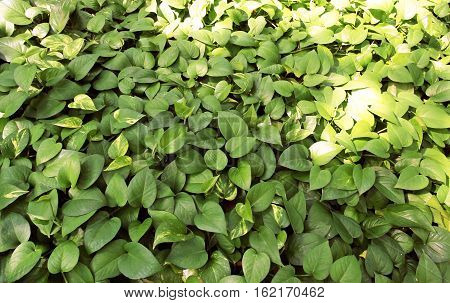 Scindapsus aureus Eagler plant top view of Natural background