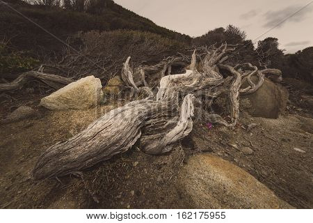 The dead wood at Torndirrup National Park.Albany Western Australia.vintage toning filter add .