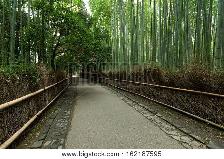 Kyoto, Japan bamboo forest