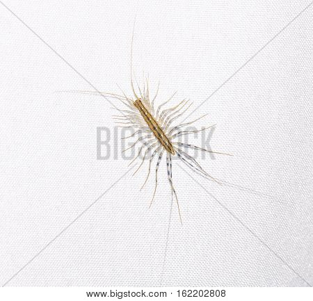 predatory home Scutigera insect on a light background