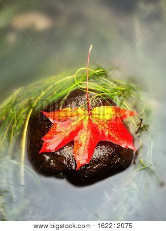 Caught Yellow Orange Maple Leaf On  Long Green Algae Stone. Colorful Symbol