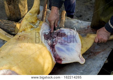 Man cutting meat from a sacrificed pig