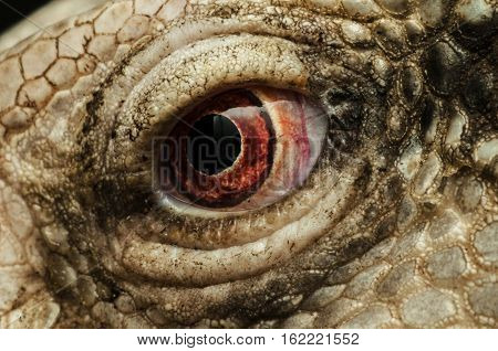 iguana  eyes-Closeup portrait of large lizard iguana