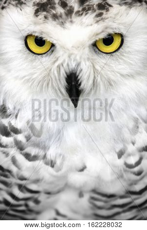 Close up of the face of a snowy Christmas owl with yellow eyes