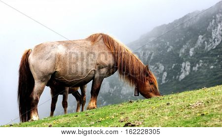 a horse in the mountains of Asturias North of Spain