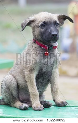 A Tiny Puppy Of Belgian Shepherd 