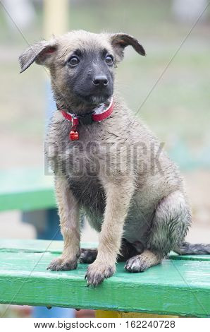 A Tiny Puppy Of Belgian Shepherd 