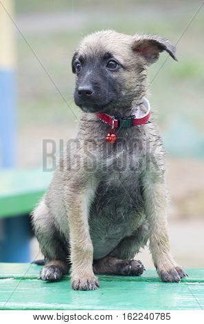A Tiny Puppy Of Belgian Shepherd 