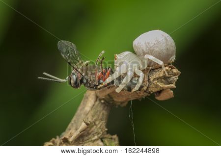 the spider was eating with his catch natural