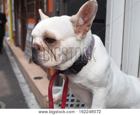 White dog in plastic basket and in the city.