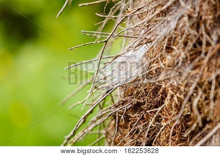 Animals houses forest beauty nature concept. Closeup of cobweb on moss tree branches.