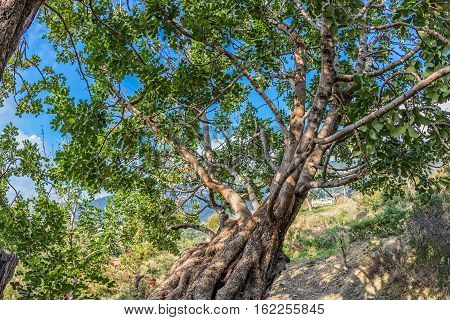 Treetop of the very old carob tree in a sunny late autumn day.