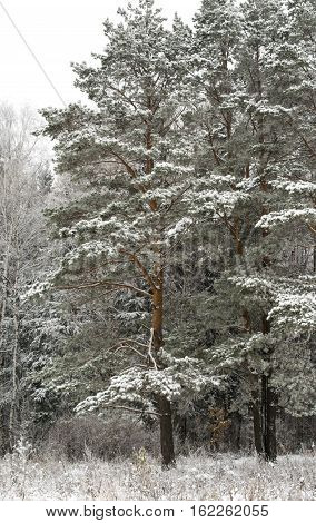 beautiful winter landscape, snow tall trees, pine