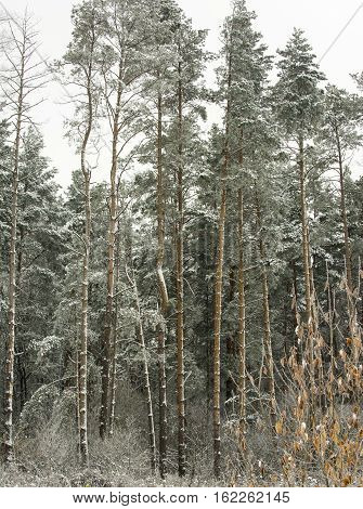 beautiful winter landscape, snow tall trees, pine