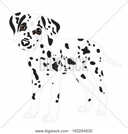 Dalmatians, cute puppy, sad. Vector Illustration Portrait of Dalmatian Puppy. Dog isolated
