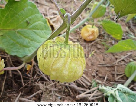 Cape Gooseberry (Physalis peruviana) in the garden healthy fruit