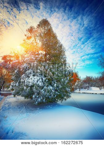 Sunlight breaks through the pine tree in winter. Lots of snow. Dramatic sky