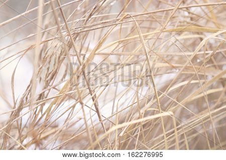 Dry grass in winter. Abstract winter background.