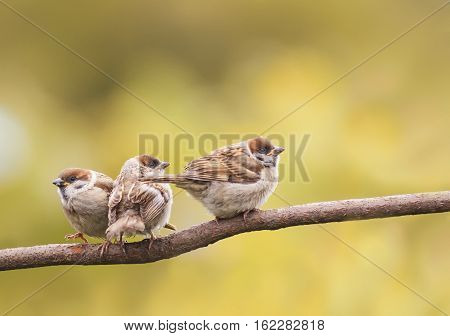 three funny little chick sitting in a tree waiting for parents
