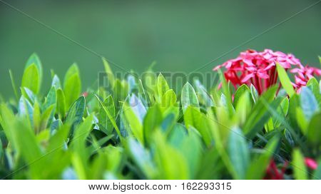 Fresh green plants watered early in the morning